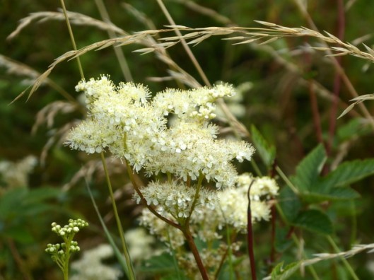 P1000935Meadowsweet