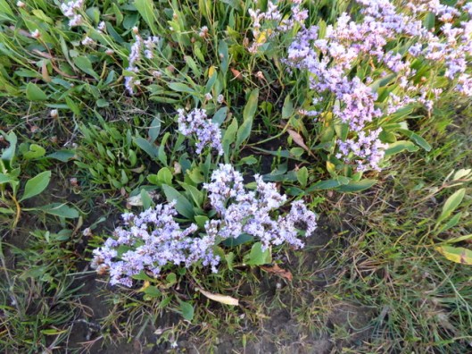 P1000940Common Sea-lavender