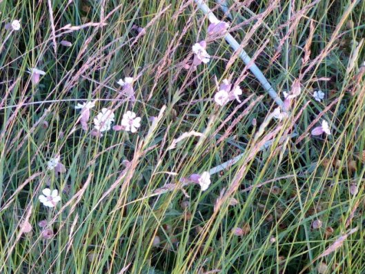 P1000943Sea Campion-002