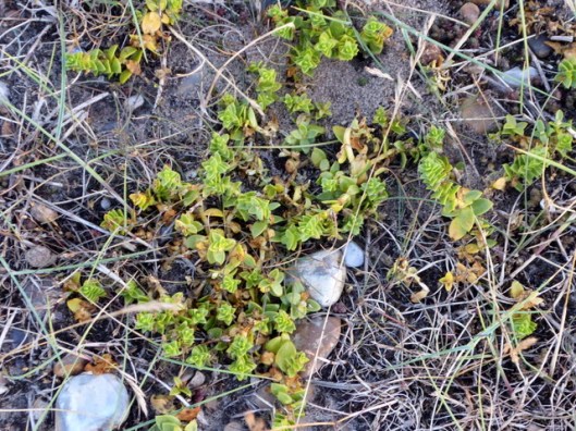 P1000947Sea Sandwort