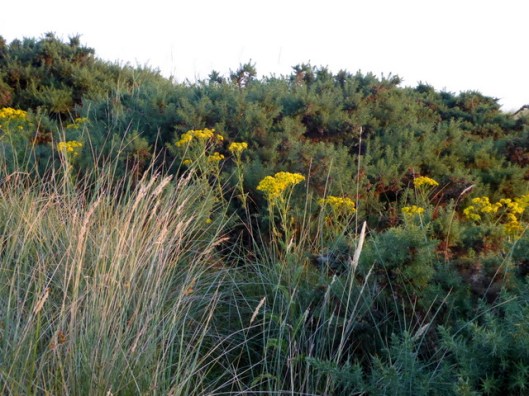 P1000948Common Ragwort