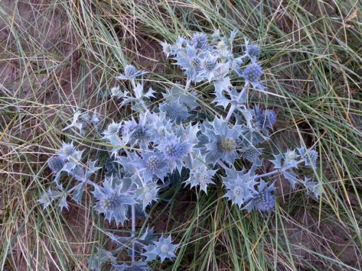 P1000961Sea-holly