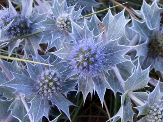 P1000962Sea-holly