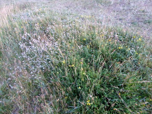P1000966Vetch & Hare's-foot Clover