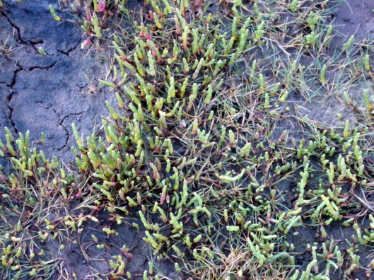 P1000967Perennial Glasswort