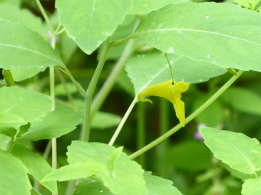 P1000740Touch-me-not Balsam