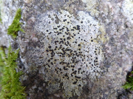 P1000745Lichen