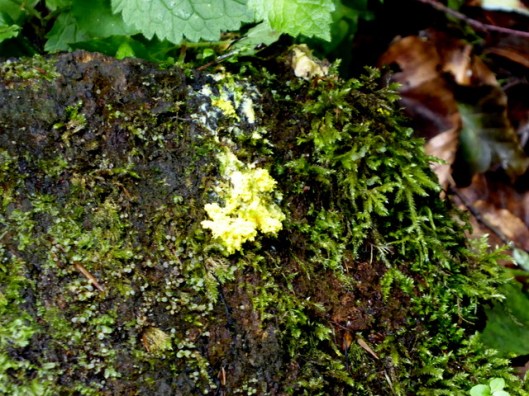 P1000754Slime mould