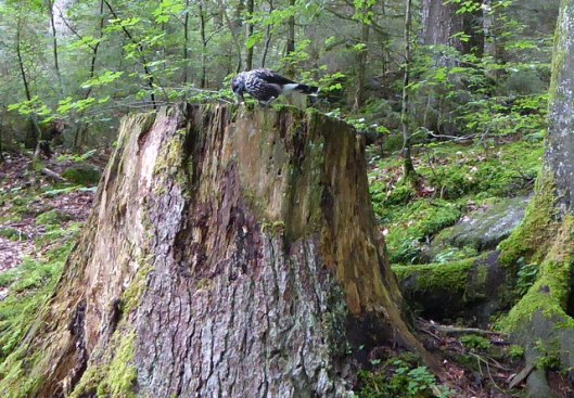 P1000767Nutcracker - Copy