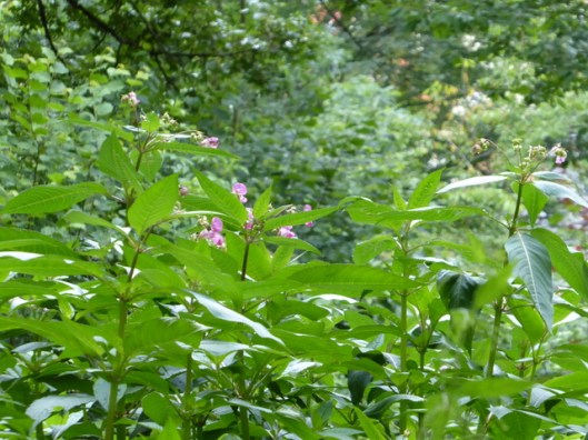 P1000778Indian Balsam