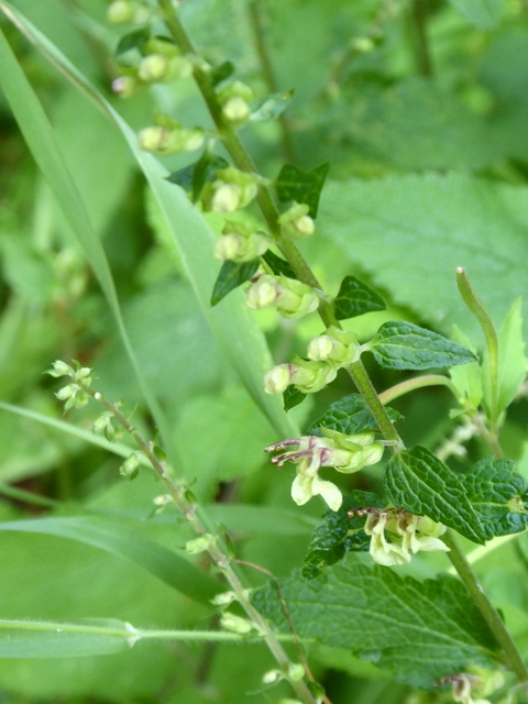 P1000780Figwort phps