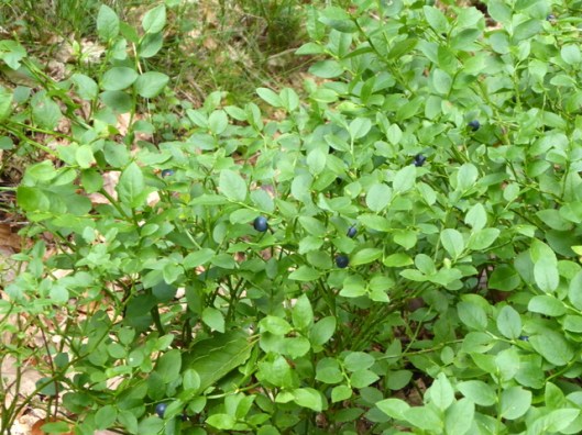 P1000813Bilberries