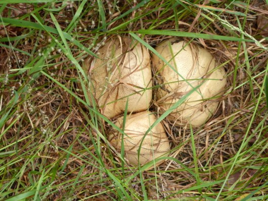 P1000814Common Earthball phps