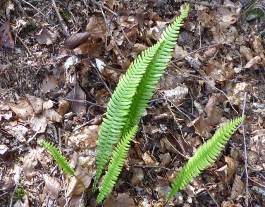 P1000817Polypody - Copy (2)