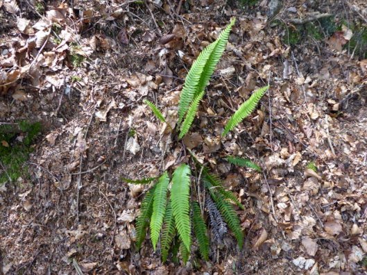 P1000817Polypody