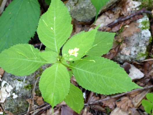 P1000818Small Balsam phps