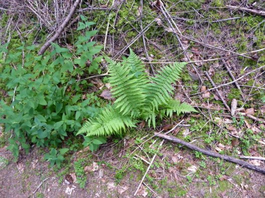 P1000837Royal Fern phps