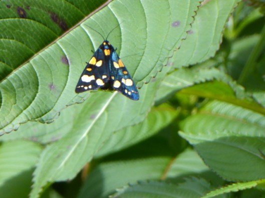 P1000864ScarletTiger Moth
