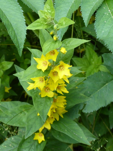 P1000868Lysimachia