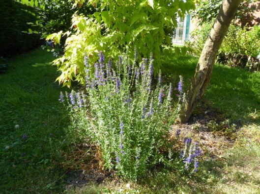 P1000974Hyssop