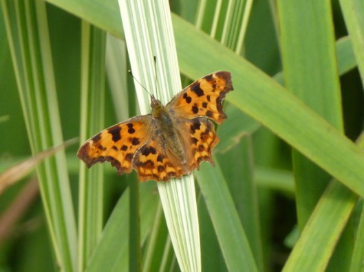 P1000981Comma