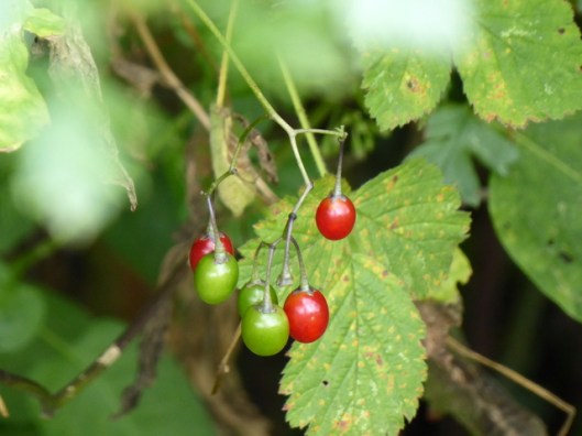 P1000984Woody Nightshade berries