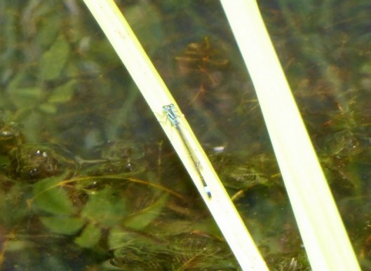 P1000985Blue-tailed Damselfly perhaps