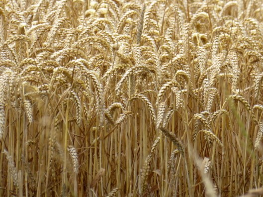 P1000986Ripe wheat