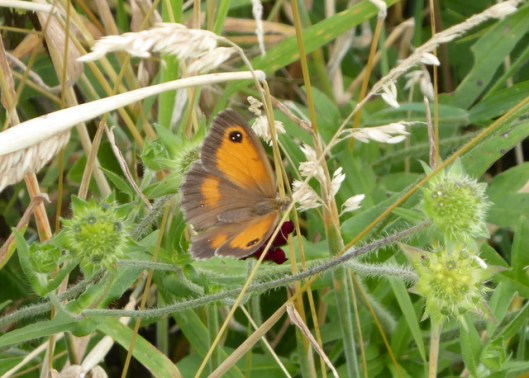 P1000990F Gatekeeper-001