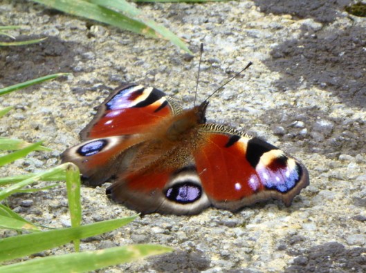 P1000998Peacock butterfly