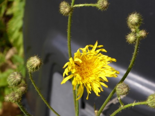 P1010003Perennial Sow-thistle