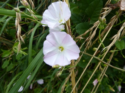 P1010007Field Bindweed