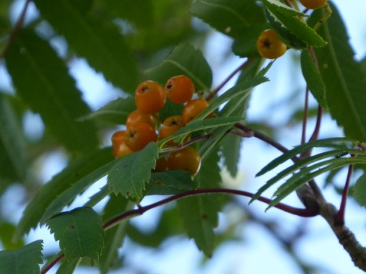 p1010010rowan-berries