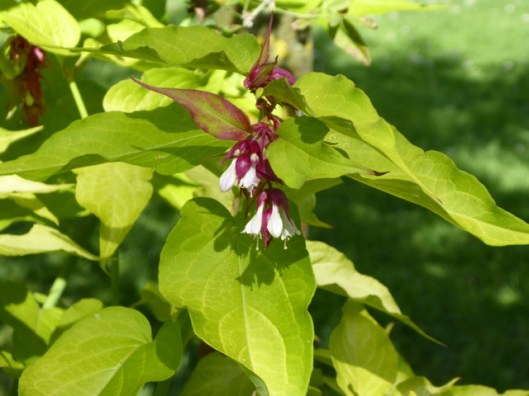 p1010011pheasantberry-flowers