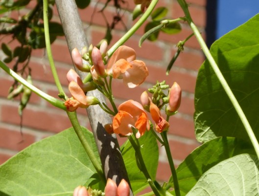 p1010014runner-beans