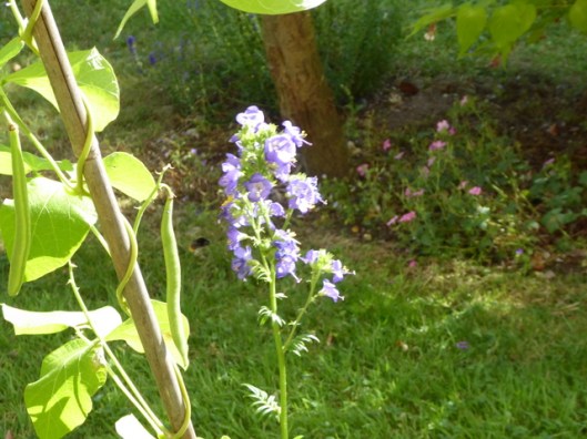p1010015runner-beans-and-jacobs-ladder