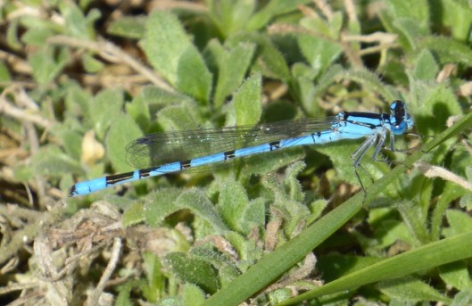 p1010018common-blue-damselfly