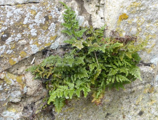 p1010021black-spleenwort