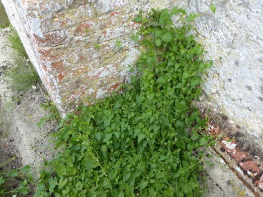 p1010022black-bryony