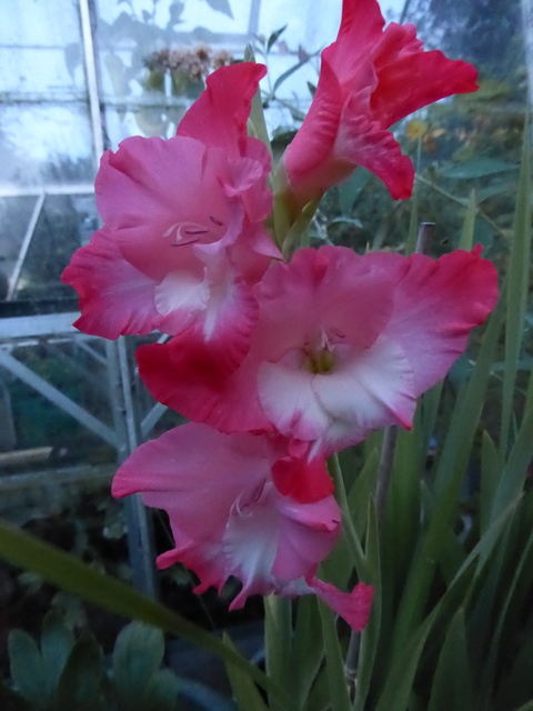 p1010030gladiolus