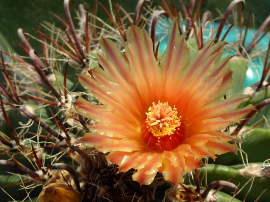 p1010238fish-hook-cactus