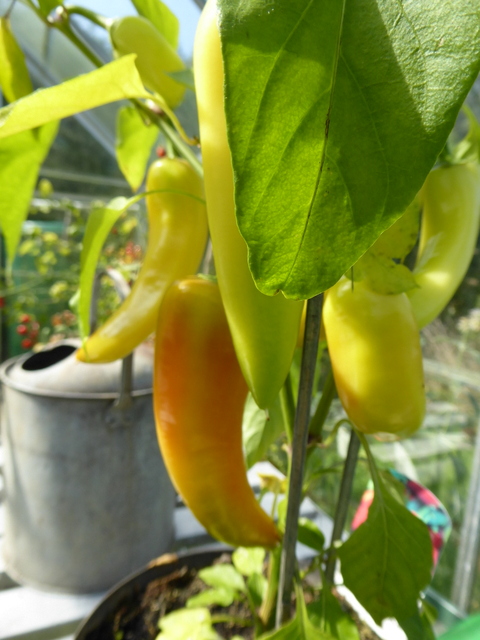 p1010239sweet-peppers