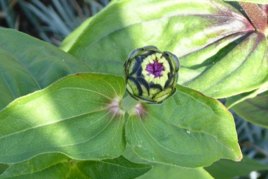 p1010241zinnia-001