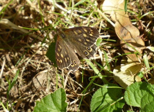 p1010246speckled-wood