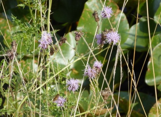 p1010248hoverfly-on-creeping-thistle