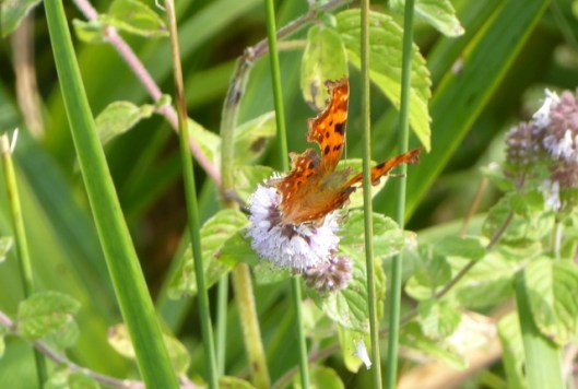 p1010253comma