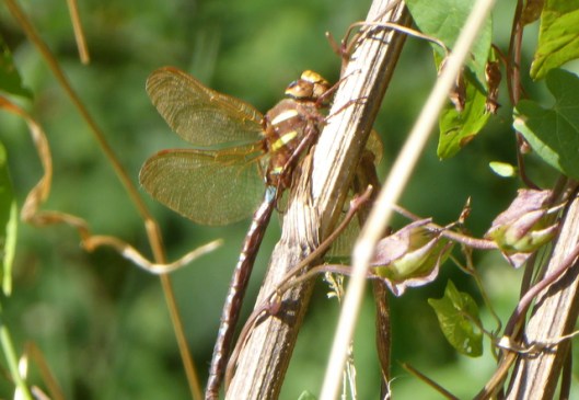 p1010305brown-hawker