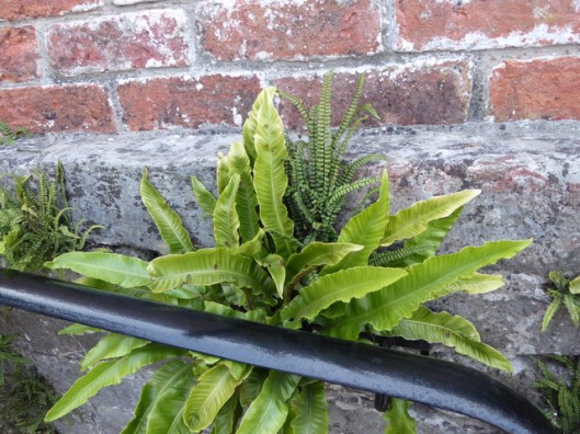 p1010033harts-tongue-fern