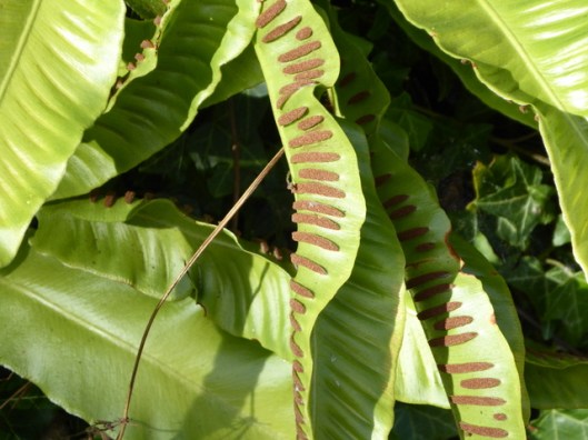 p1010036harts-tongue-fern