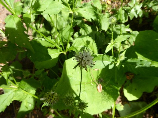 p1010046unknown-plant